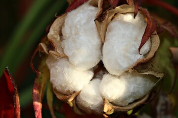 Closeup of cotton bolls after the flower capsule has burst open.
