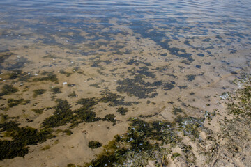 Freshwater shore. Clear water at the bottom of which you can see the green water moss.