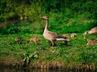 Goose standing with younglings in a field