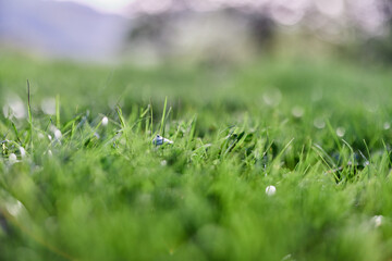 Leaves of green young grass on the background of the alpine mountains, a spring landscape close-up