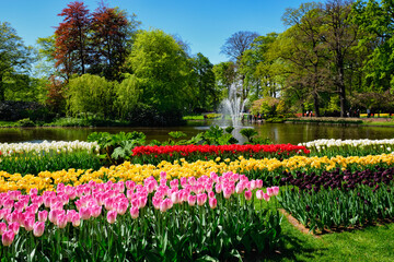 Blooming tulips flowerbeds in Keukenhof flower garden, also known as the Garden of Europe, one of the world largest flower gardens and popular tourist attraction. Lisse, the Netherlands.