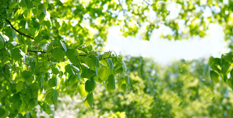 Fototapeta na wymiar bright green leaves of linden tree on sunny natural forest abstract background. green tree foliage close up, summer or spring season scene. fresh rustic pastoral nature image.