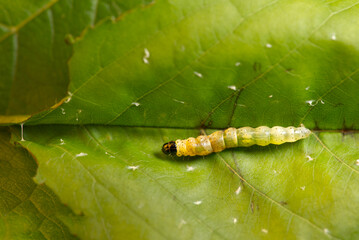 Macro of young caterpillar on green leaf 
