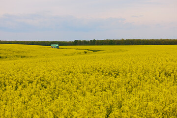 Obraz premium pictures of an agricultural field with flowering rapeseed