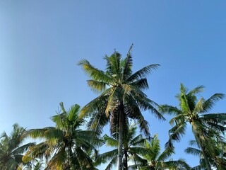 Coconut trees against blue sky