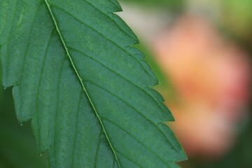 Macro image of a dark green mature cannabis plant leaf. 
