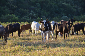 Fototapeta na wymiar Group of Nellore (Bos taurus indicus) cattle grazing in the field at sunset. Beef cattle in a farm in countryside of São Paulo State, Brazil. A group of Zebu cattle being herd through a field.