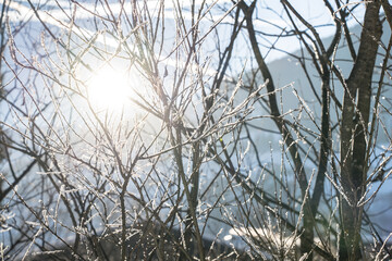 Sun shining through trees