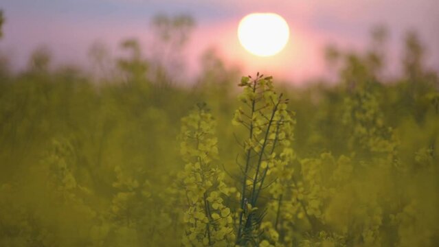 Slow motion of rapeseed flower field at sunrise 