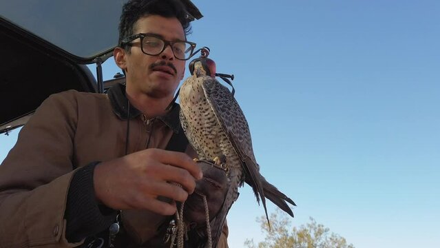 Falconer Putting Hood On Head Of Falcon To Protect Its Eyes.