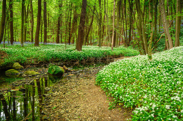 Bothal Burn in Bothal Wood in Spring, also known as Park Wood which is located next to the small...