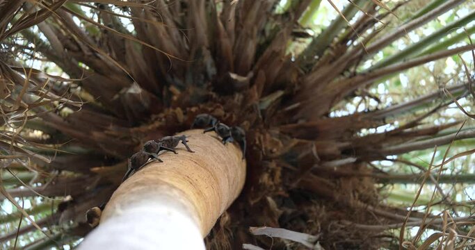 group of bats on palm trees,bats resting,bats with city