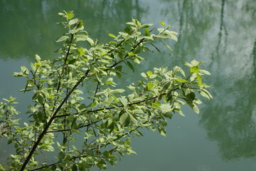 Close up: Bush at the green shore of Stichkanal Hildesheim (side channel of Mittelland Canal),...