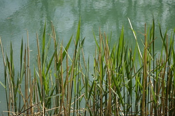 Green phragmites grass at the shore of Stichkanal Hildesheim (side channel of Mittelland Canal), sunny spring day (horizontal), Hildesheim, Lower Saxony, Germany