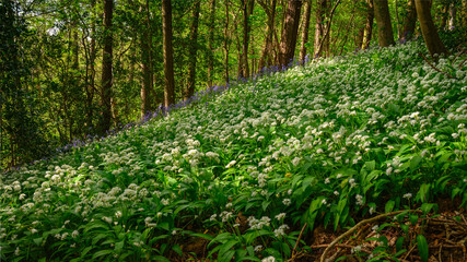 Carpet of Wild Garlic in Bothal Wood, also known as Park Wood which is located next to the small village of Bothal in Northumberland and is full of wildflowers in spring