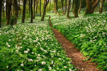 Path through Wild Garlic in Bothal Wood, also known as Park Wood which is located next to the small village of Bothal in Northumberland and is full of wildflowers in spring