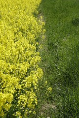 Edge of shiny yellow raps field (Brassica napus), sunny spring day (vertical), Gleidingen, Sarstedt, Lower Saxony, Germany