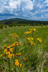 Typical spring landscape near Stozec, Nation park Sumava, Czech Republic