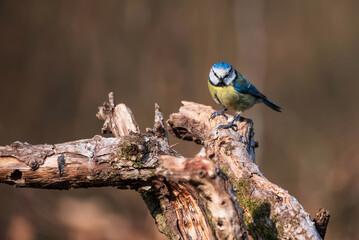 Gorgeous Spring landscape image of Blue Tit Cyanistes Caeruleus bird in forest perched on tree branch