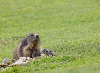 Marmot near Tignes,  Tarentaise Valley, Department Savoie,  Auvergne-Rhone-Alpes region, France