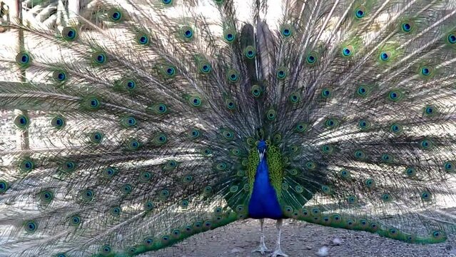 beautiful peacock spread its tail