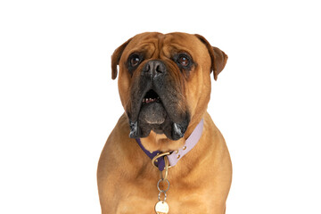 portrait of lovely bullmastiff dog with collar looking up and drooling