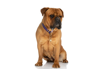 Obraz premium adorable bullmastiff puppy wearing collar and looking away