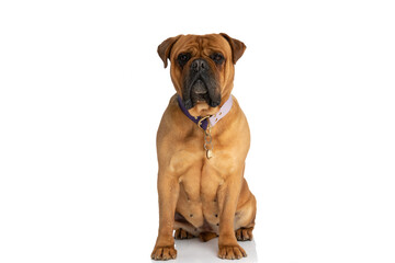 Obraz premium beautiful brown bullmastiff dog with collar sitting