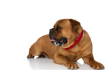 side view of cute bullmastiff dog with bandana looking to side and panting