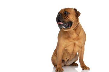 Obraz premium happy bullmastiff dog sticking out tongue, panting and drooling