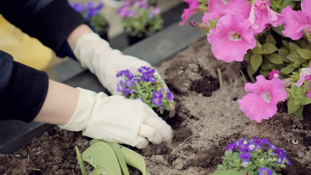 Memorial Graveyard Gravestone. Woman Planting Flowers On Grave. Flowers On Cemetery.Cleaning Grave Plot And Planting New Common Heather Flowers In Flower Pot Maintenance Services In Cemetery Tombstone