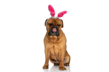 lovely bullmastiff dog with bunny ears headband licking nose