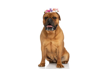 cute bullmastiff dog with colorful flowers headband panting and drooling