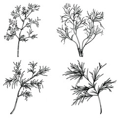 Vintage botanical sketch of fennel isolated on white background. Hand drawn vector illustration. Retro style.