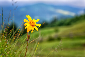 Blossoming arnica montana with beautiful yellow flower head against the mountain background. Used...