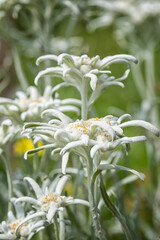 Blossoming rare edelweiss with beautiful white nappy flower on the alpine meadow in the mountains,...