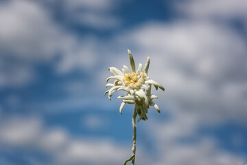 Rare edelweiss flower against the background of blue sky with clouds, natural outdoor botanical background - 507818660