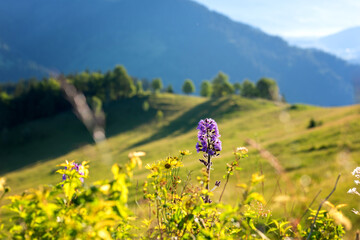Summer in the Carpathian mountains. Scenic view of the alpine meadow with wild growing flowers and...