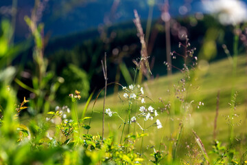 Summer in the Carpathian mountains. Scenic view of the alpine meadow with wild growing flowers and fresh green grass, beautiful landscape, outdoor travel background