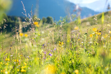 Summer in the Carpathian mountains. Scenic view of the alpine meadow with wild growing flowers and...