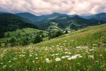 Summer in the Carpathian mountains. Scenic view of the green alpine meadow with motley grass and...