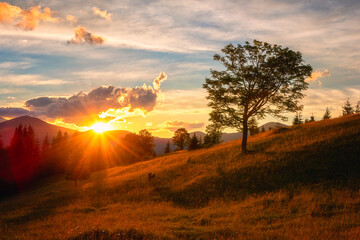 Amazing sunset mountain landscape. Fantastic view of the sunny mountain slope with tree, colored sky with clouds and sun, natural outdoor travel background, Carpathian Biosphere Reserve