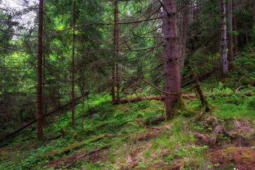 Fir forest at summer time, natural outdoor travel background