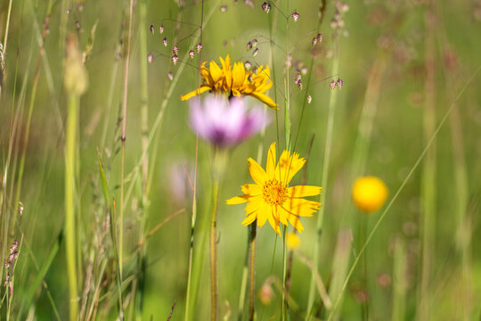 Blossoming arnica montana with beautiful yellow flower on the alpine meadow, natural outdoor floral background. Used in herbal medicine as analgesic. Carpathian Biosphere Reserve