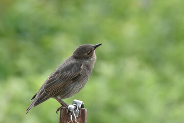 starlings in the garden
