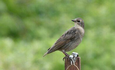 starlings in the garden
