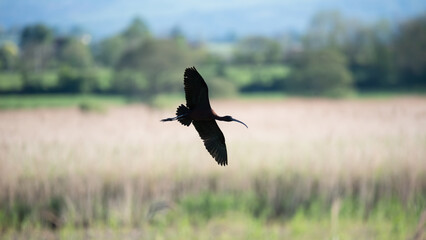 Beautifully detailed image of Glossy Ibis Plegadis Falcinellus in flight over wetlands landscape in Spring