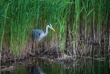 Beautiful image of Grey Heron Ardea Cinerea searching for food in reeds of wetlands landscape in Spring