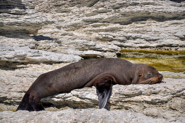 island sea lion