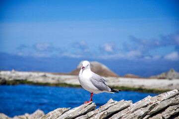 seagull on rock